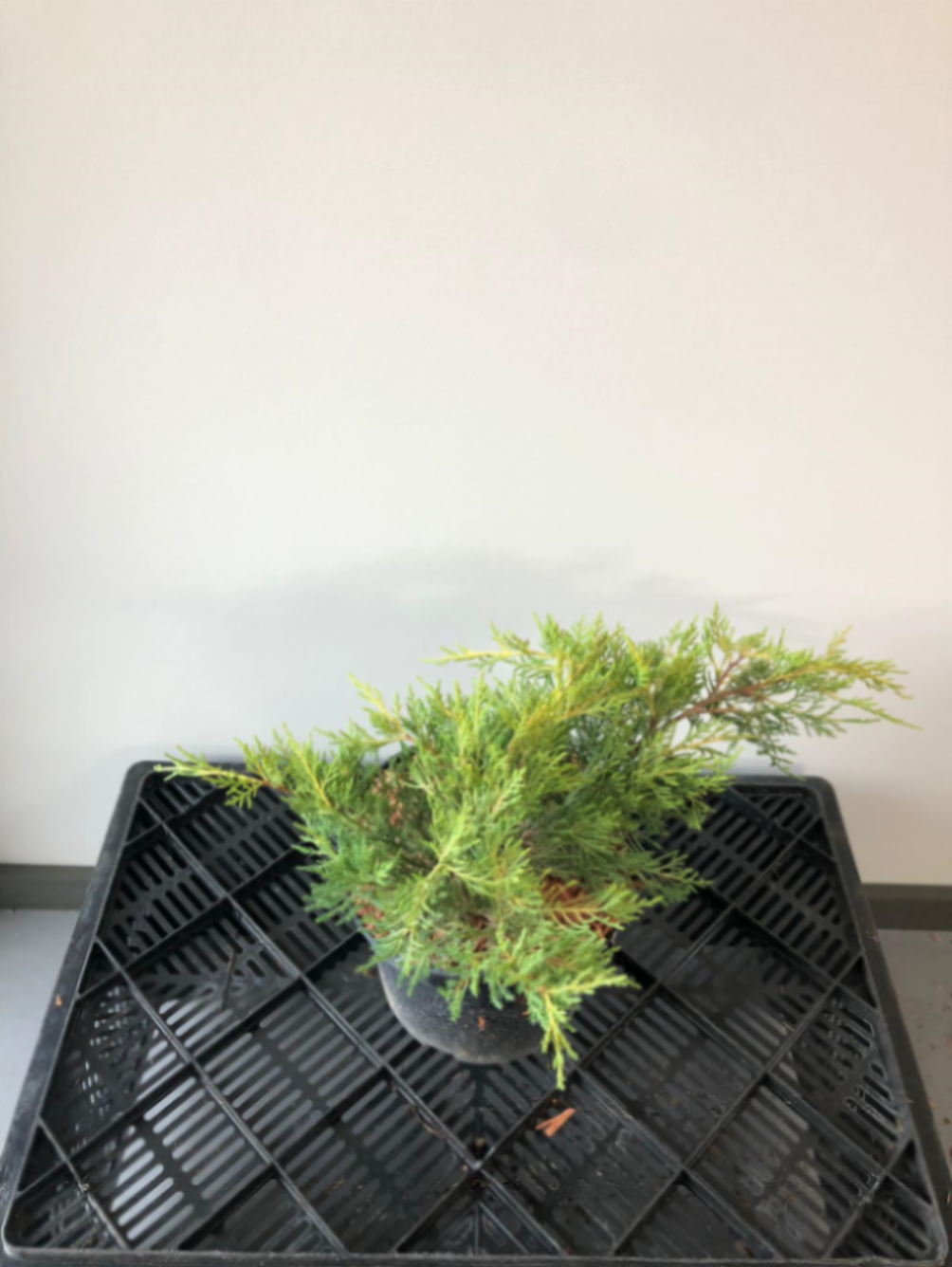 Можжевельник средний Олд Голд